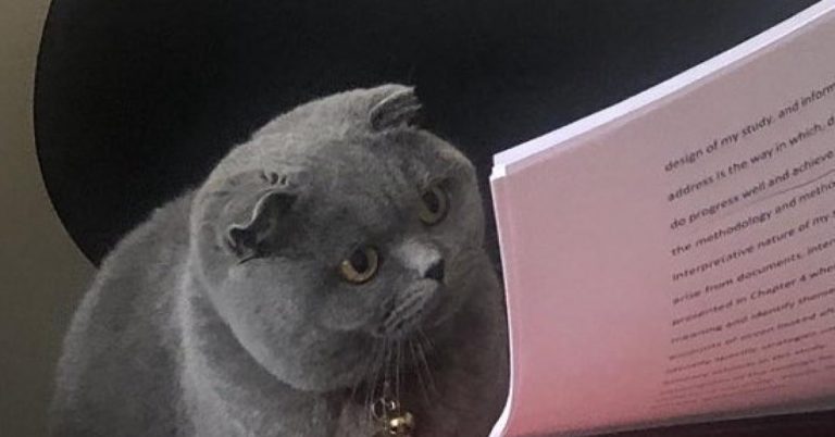 Hablemos de CAT: Pero no del gato regañado, mas bien del concatenador en Linux